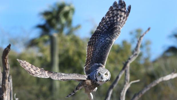 Tucson’s Desert Museum reopens, water service restored